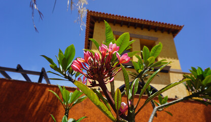 Plumeria rubra or red plumeria flowers and leaves isoalted on a blue sky and orange color building background, tropical flowers in the sun 