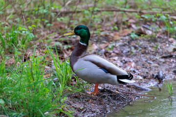 A mallard drake stands on the bank of a water body