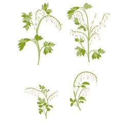 Set Of White Dicentra Flower Plants