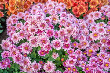 The Soft pink purple Chrysanthemum flowers nature abstract background.