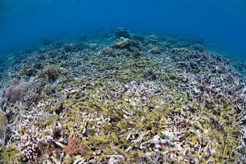 Naklejka na ściany i meble The remnants of a coral reef, destroyed by a bleaching event caused by warm sea temperatures, is now substrate for algae and sponges. Dead coral reefs lose their previous biodiversity.