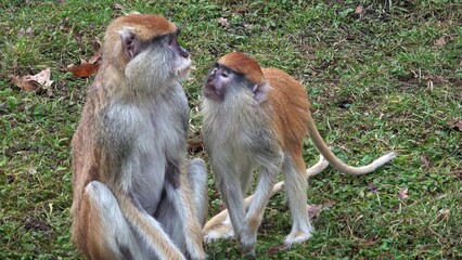 The patas monkey (Erythrocebus patas), also known as the wadi monkey or hussar monkey