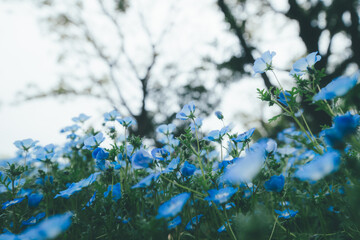 美しい青い花、ネモフィラの花畑