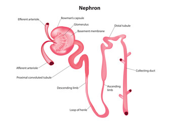 Nephron