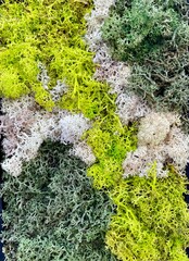 Flechte verschiedenfarbig