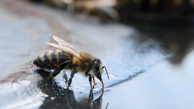 A bee drinks water. Insects and water. Apiculture. Macro video 4k.