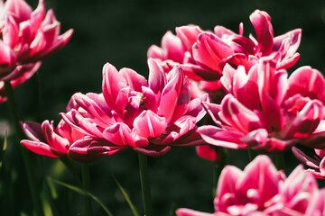 Pink with white decorative tulips flowers blooming with greenery, sunny spring flowerbed close-up with blurred background