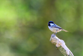Coal Tit, Peripapus ater, perched on a branch looking to its left