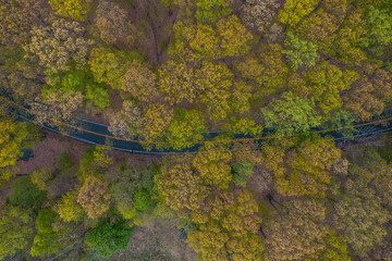 Spring trees blooming along the roadside