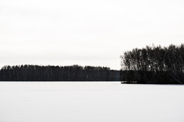 forest in winter