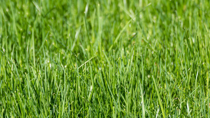 Fototapeta na wymiar Green grass close-up with selective focus. Natural fresh weed shining lawn background. Vibrant spring nature pattern background