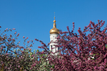 The Assumption or Dormition Cathedral golden dome with cross in pink apple tree blossom on blue...