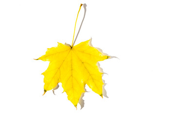colorful autumn maple leaf with hard light isolated on white background