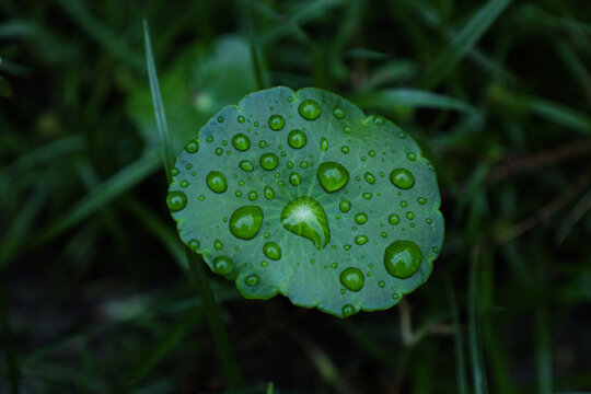 Green plant with water droplets on it