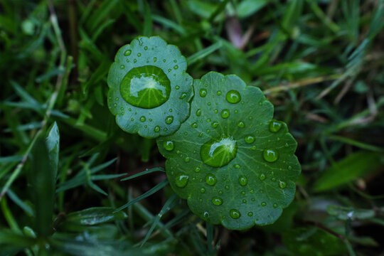 A close up of a leaf with water droplets on it