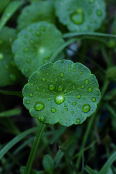 water drops on a leaf