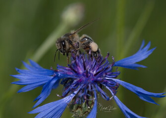 Honigbiene auf einer Kornblume