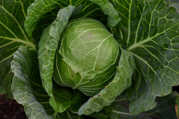 Head of cabbage on the field