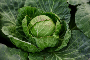 Fototapeta na wymiar Head of cabbage on the field
