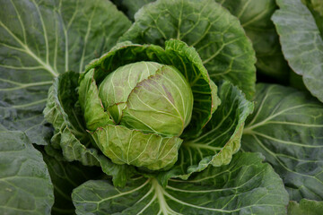 Obraz premium Head of cabbage on the field