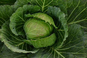 Head of cabbage on the field