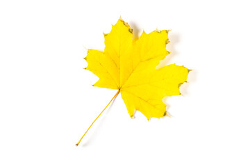 colorful autumn maple leaf isolated on white background