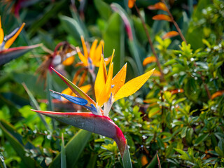 Obraz premium Bird of Paradise (Strelitzia) - plant