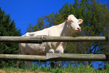 Fototapeta premium A cute white cow on a farm whose milk is used to produce Parmigiano Reggiano in the Italian region of Emilia-Romagna.