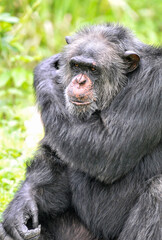 A chimpanzee playing on the grass, photographed at the Changsha Ecological Zoo in China.