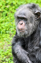 A chimpanzee playing on the grass, photographed at the Changsha Ecological Zoo in China.