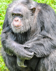 A chimpanzee playing on the grass, photographed at the Changsha Ecological Zoo in China.