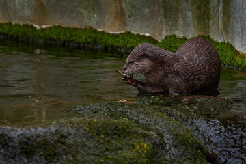 Oriental small-clawed otter, Aonyx cinereus, water mammal in the water, Kalkata, India. Urban wildlife in the town. Nature wildlife. Otter in the water.