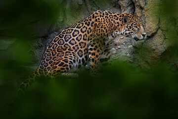 Jaguar in the nature, wild cat in in habitat, Porto Jofre in Brazil. Jaguar in green vegetation, river shore bank with rock, hiden in tree. Hunter in the habitat, South America.