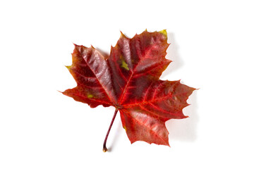 colorful autumn maple leaf isolated on white background