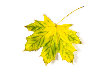 colorful autumn maple leaf isolated on white background