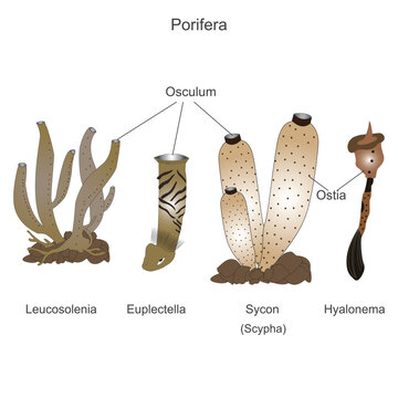 Some poriferas, leucosolenia, euplectella deep sea sponge, venous flower basket, sycon or scypha, hyanolema , glass rope sponge, vector illustration.