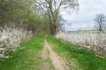 Hiking in Germany during spring, in green, lush forest and fields