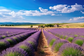 Naklejka na ściany i meble Summer landscape lavender farm. Generative AI