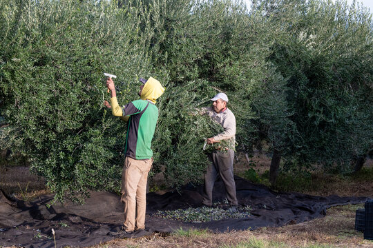 Olive harvesters in autumn, in Argentina.