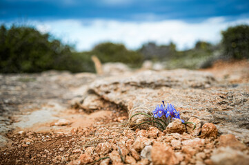 A flower growing in the middle of the rocky road 
