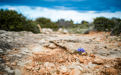 A new life, a small violet flower breaks through a rocky surface in Malta 