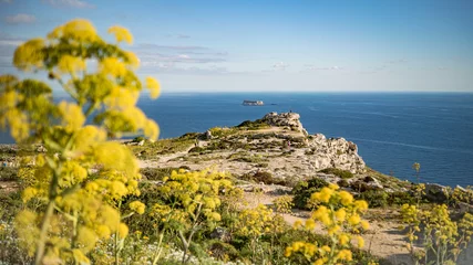 Fotobehang Yellow wild beautiful flowers, rocky coast of the sea in Dingli with Filfla island on the background in Malta © Nikita