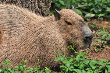 The captive pufferfish，capybara  feed in a pen was photographed at the Changsha Ecological Zoo in...