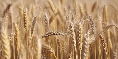 Fototapeta premium golden wheat field and sunny day