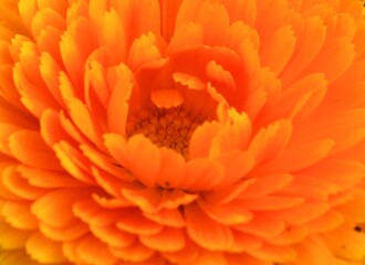 Orange Flower in bloom petals up close