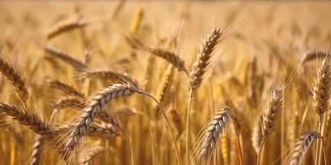 Fototapeta premium Rural scenery. Background of ripening ears of wheat field and sunlight. Crops field. Selective focus. Field landscape.