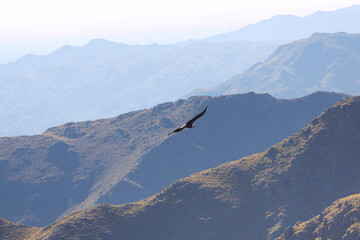 The Flight of The Andean Condor