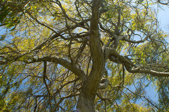 Tree curvy branches bug eye view