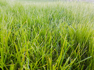 Field of grass up close
