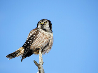 A Hawk Owl perched high on a branch for the perfect view of his prey